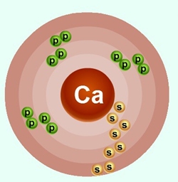 Схематическое строение атома кальция