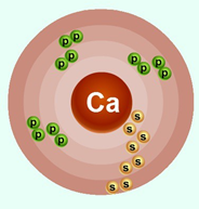 Схема строения атома кальция и его молярная масса